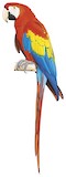 Scarlet Macaw Illustration