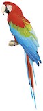 Red-and-green Macaw Illustration