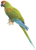 Red-fronted Macaw Illustration