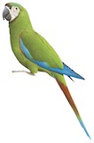 Chestnut-fronted Macaw Illustration