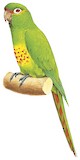 Golden-plumed Parakeet Illustration