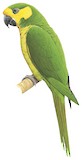 Yellow-eared Parrot Illustration