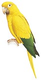 Golden Parakeet Illustration