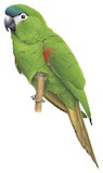 Red-shouldered Macaw Illustration