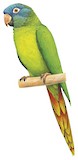 Blue-crowned Parakeet Illustration