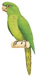 Green Parakeet Illustration