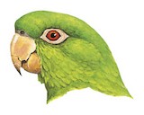 Pacific Parakeet Illustration