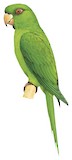 Socorro Parakeet Illustration