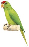 Scarlet-fronted Parakeet Illustration