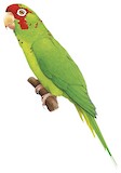 Mitred Parakeet Illustration