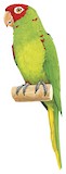 Red-masked Parakeet Illustration