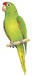 Finsch's Parakeet Illustration