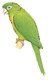 Cuban Parakeet Illustration