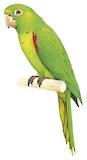 Hispaniolan Parakeet Illustration