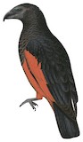 Pesquet's Parrot Illustration