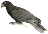 Greater Vasa Parrot Illustration