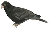 Lesser Vasa Parrot Illustration