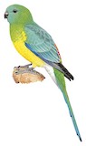 Red-rumped Parrot Illustration