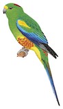 Mulga Parrot Illustration