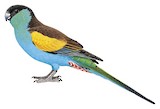 Hooded Parrot Illustration