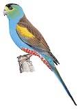 Golden-shouldered Parrot Illustration