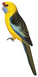 Green Rosella Illustration