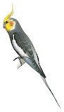 Cockatiel Illustration