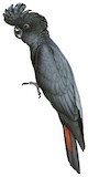 Red-tailed Black Cockatoo Illustration