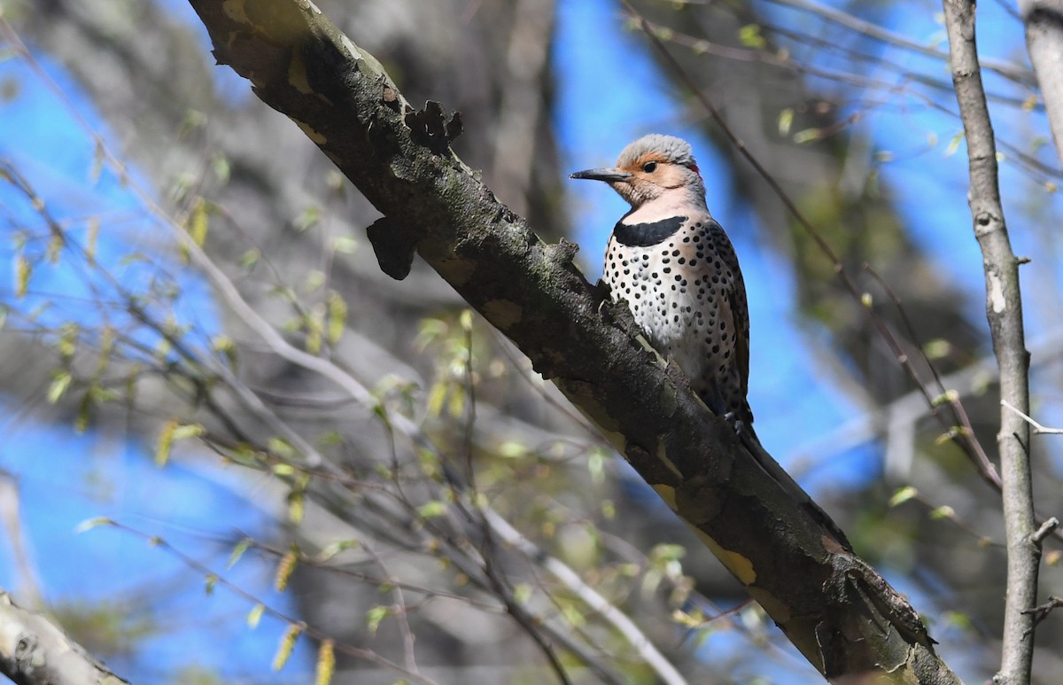 Northern Flicker (Yellow-shafted) - Sean Sime