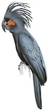 Palm Cockatoo Illustration