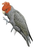 Gang-gang Cockatoo Illustration