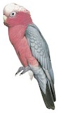 Galah Illustration