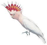 Pink Cockatoo Illustration