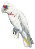 Long-billed Corella Illustration