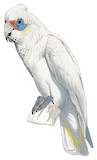 Western Corella Illustration