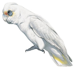Cacatua sanguinea gymnopis
