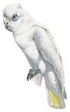 Little Corella Illustration