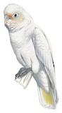 Tanimbar Corella Illustration