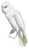 Solomons Cockatoo Illustration