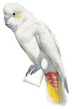 Red-vented Cockatoo Illustration