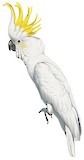 Sulphur-crested Cockatoo Illustration