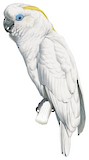 Blue-eyed Cockatoo Illustration