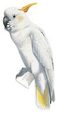 Citron-crested Cockatoo Illustration