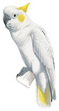 Yellow-crested Cockatoo Illustration