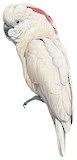 Salmon-crested Cockatoo Illustration