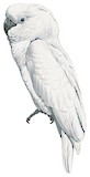 White Cockatoo Illustration