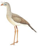 Red-legged Seriema Illustration