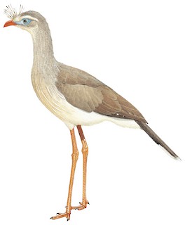 Red-legged Seriema