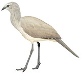 Black-legged Seriema Illustration