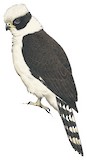 Laughing Falcon Illustration